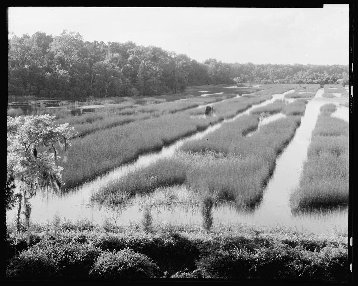 Rice fields, South Carolina. [Carnegie Survey of the Architecture of the South, Library of Congress, Prints and Photographs Division]