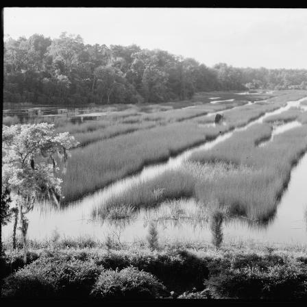 Rice fields, South Carolina. [Carnegie Survey of the Architecture of the South, Library of Congress, Prints and Photographs Division]